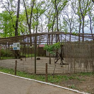 enclosure of coatis