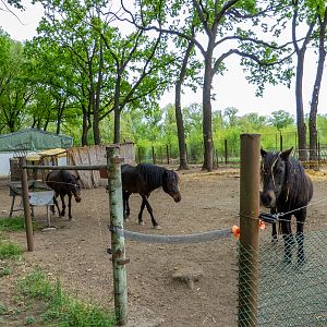 enclosure of ponies