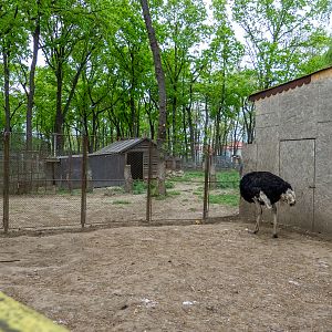 enclosure of ostrich