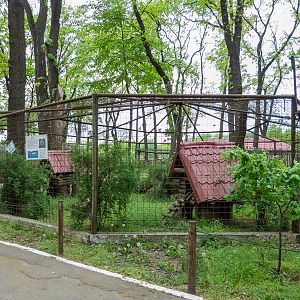 enclosure of raccoons No1