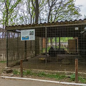 enclosure of raccoons No2