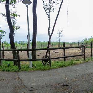 enclosure of water buffalo