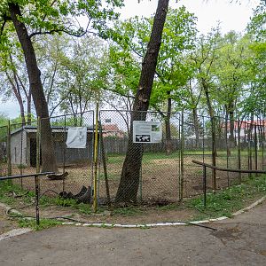 enclosure of Ankole-watusi