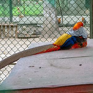 Golden pheasant / Chrysolophus pictus