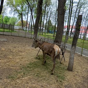 Red deer / Cervus elaphus montanus