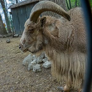 Barbary sheep / Ammotragus lervia