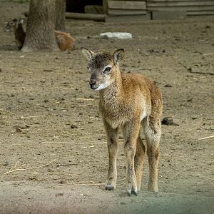 Mouflon / Ovis gmelini