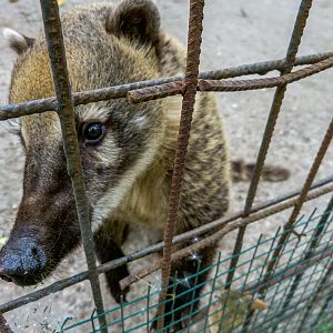 Coati / Nasua nasua