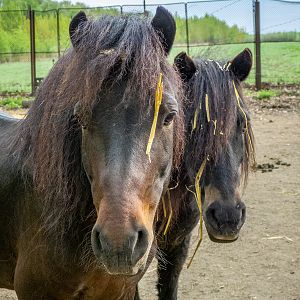 Pony / Equus caballus
