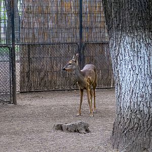 Roe deer / Capreolus capreolus