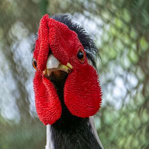 Silver pheasant / Lophura nycthemera