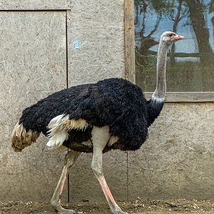 Common Ostrich / Struthio camelus