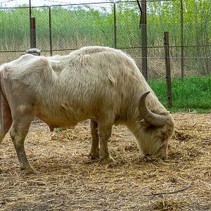 Water buffalo / Bubalus arnee