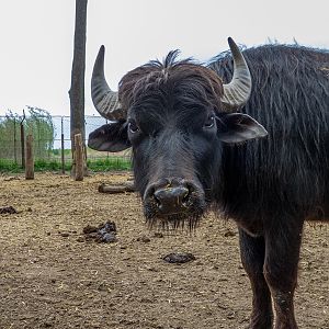 Water buffalo / Bubalus arnee