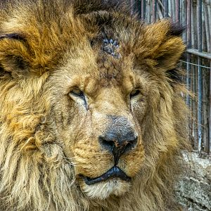 African Lion / Panthera leo