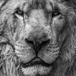 African Lion / Panthera leo