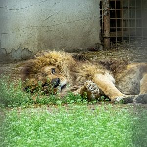 African Lion / Panthera leo