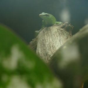 Emerald Tree Skink, October 2022