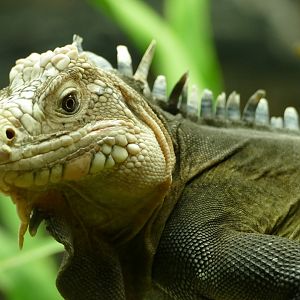 Lesser Antillean Iguana, October 2022