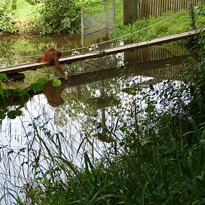 Bornean Orangutan, October 2022