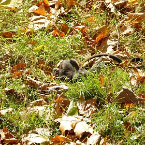 Diana monkey baby, October 2022