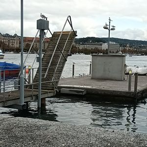 Black headed Gulls and Great Cormorant