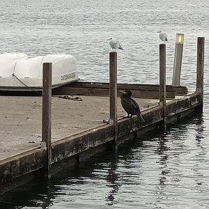 Black headed Gulls and Great Cormorant