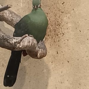 Green Turaco