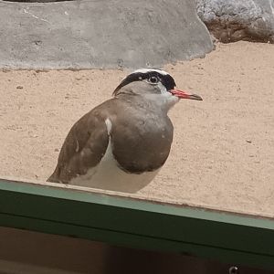 Crowned Lapwing