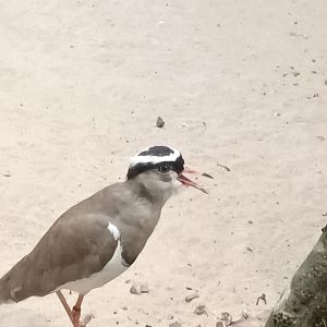 Crowned Lapwing