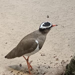 Crowned Lapwing