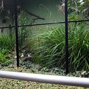 First Aviary outside the Birdhouse