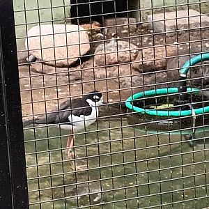 Black naped Stilt