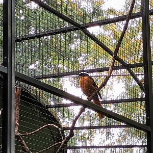 Snowy crowned Robin Chat