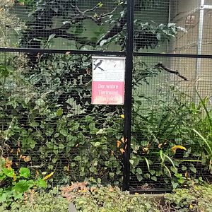 Crowned Hornbill Aviary