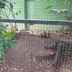 Crowned Lapwing in the Outdoor Aviary