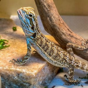 Jun. 2022 - Central Bearded Dragon