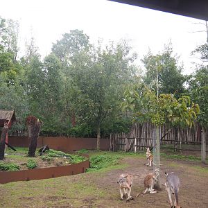 Eastern grey kangaroo, Red kangaroo, Swamp wallaby and Emu area seen from the train, 2022-09-14