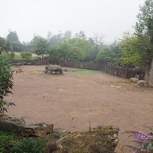 Southern white rhinoceros and Northern warthog paddock seen from the train, 2022-09-14