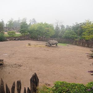 Southern white rhinoceros and Northern warthog paddock seen from the train, 2022-09-14
