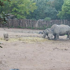 Southern white rhinoceroses (Ceratotherium simum simum) and Northern warthog (Phacochoerus africanus africanus), 2022-09-14