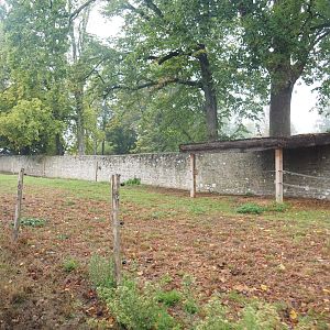 Old abbey wall and domestic donkey and alpaca paddock, seen from the train, 2022-09-14