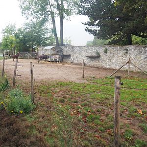 Old abbey wall and domestic donkey and alpaca paddock, seen from the train, 2022-09-14
