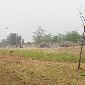 First large Asian elephant paddock seen from the train, 2022-09-14