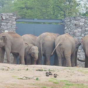 Asian elephants (Elephas maximus), 2022-09-14