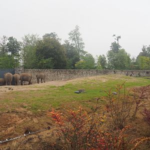First large Asian elephant paddock seen from the train, 2022-09-14