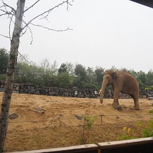 Asian elephant bull paddock seen from the train, 2022-09-14