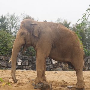 Asian elephant bull (Elephas maximus), 2022-09-14