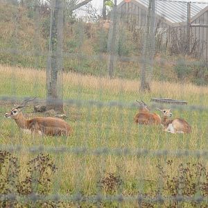 Blackbuck (Antilope cervicapra), 2022-09-14