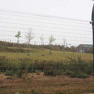Blackbuck and Markhor paddock behind the railway, 2022-09-14
